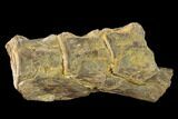 Three Fossil Fish (Cimolichthys) Vertebrae Association - Kansas #134854-1